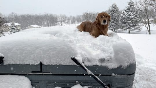 How To Winterize Your Hot Tub-dog and snow on hardcover