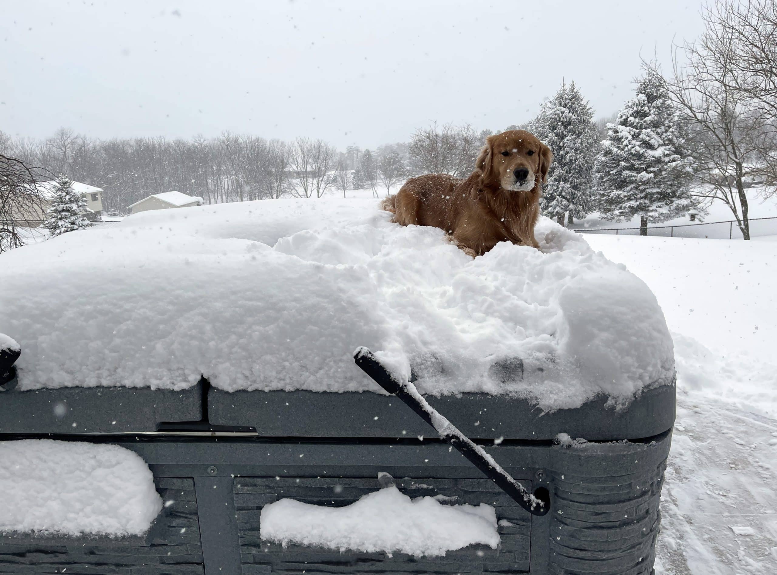 How To Winterize Your Hot Tub-dog and snow on hardcover